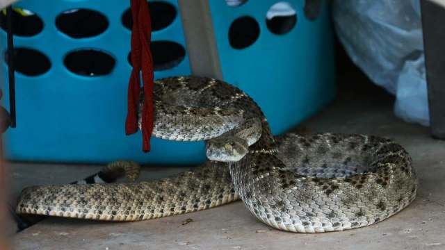 A coiled rattlesnake rests on the ground near a laundry basket.