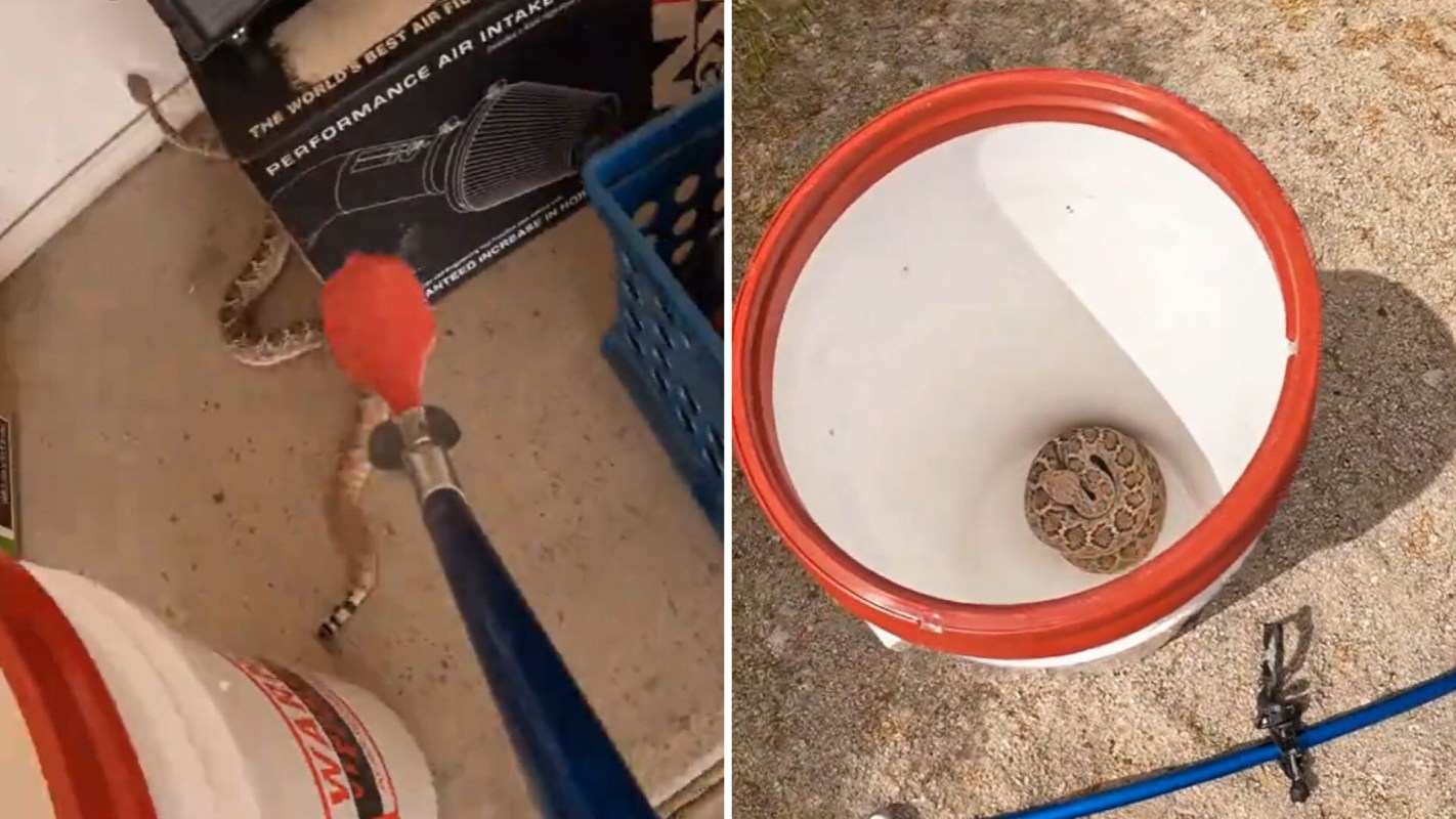 A snake is being coaxed into a bucket with a tool in a cluttered environment.
