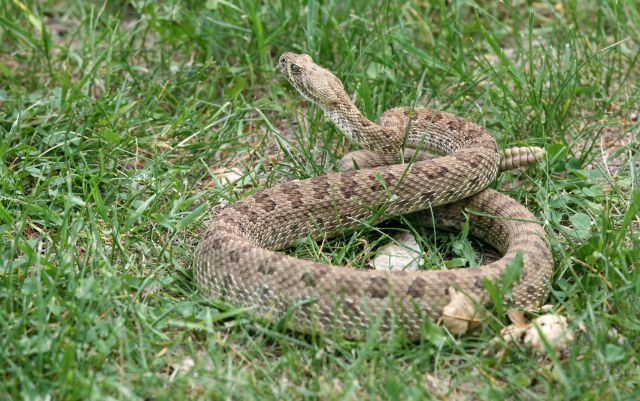 A coiled rattlesnake resting on grass with its head raised and alert.
