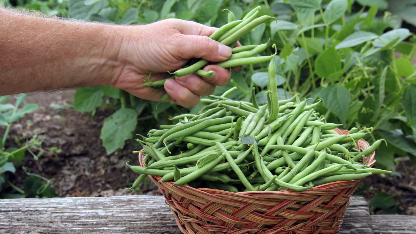 A hand holds freshly picked green beans above a woven basket.