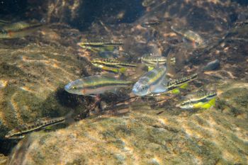 A school of fish swimming near the rocky bottom of a clear water river.