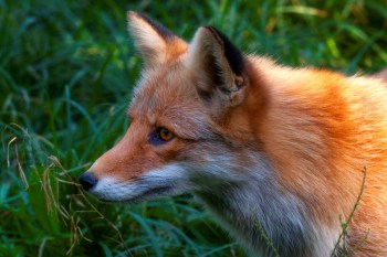 A red fox with bright orange fur against a background of green grass.