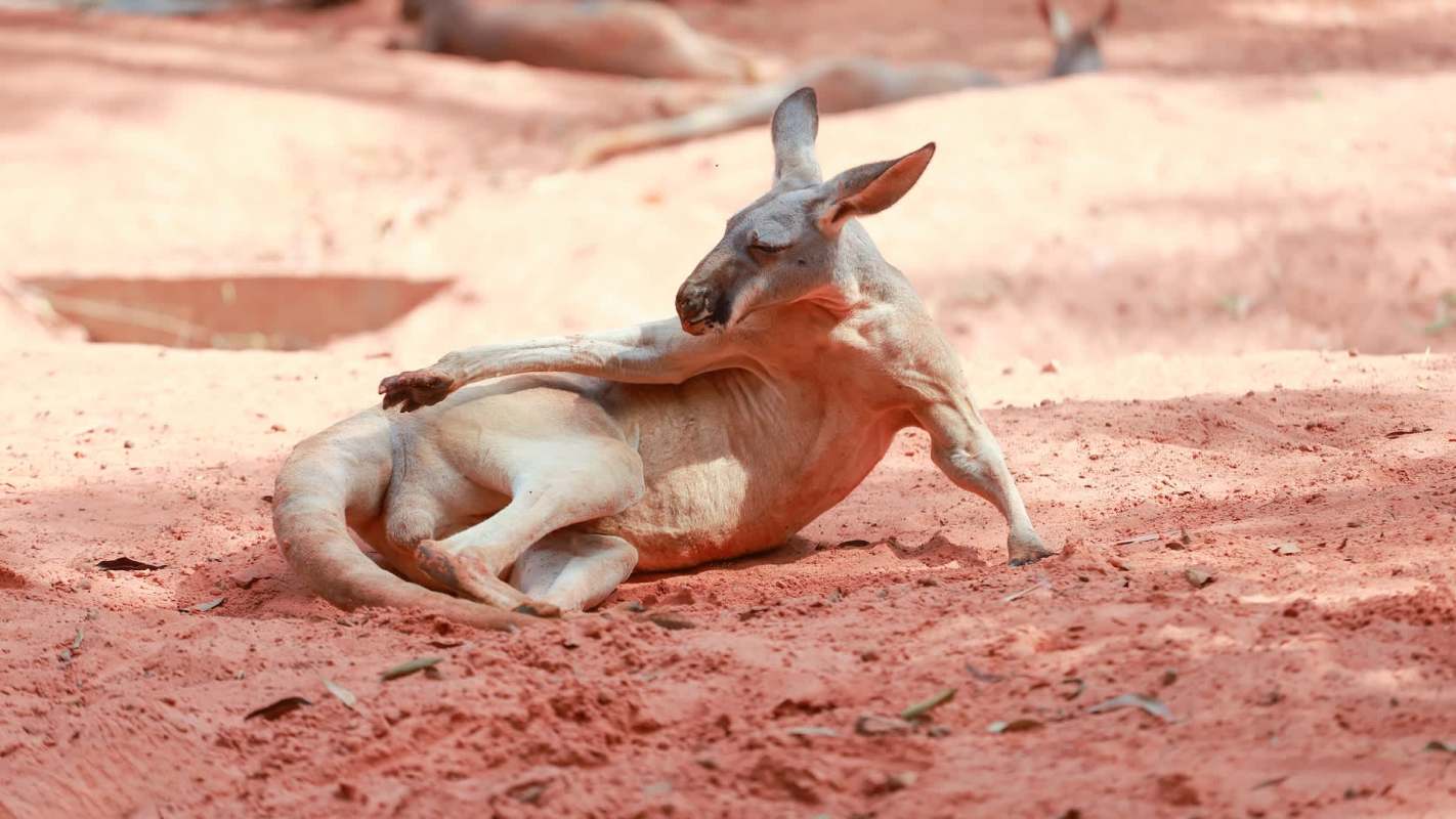 A kangaroo lounging on reddish sand, stretching one leg while resting in a natural habitat.