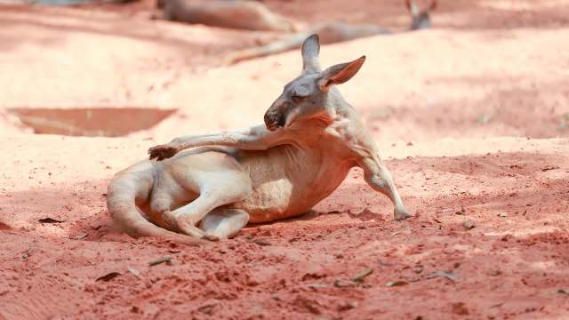 A kangaroo lounging on reddish sand, stretching one leg while resting in a natural habitat.