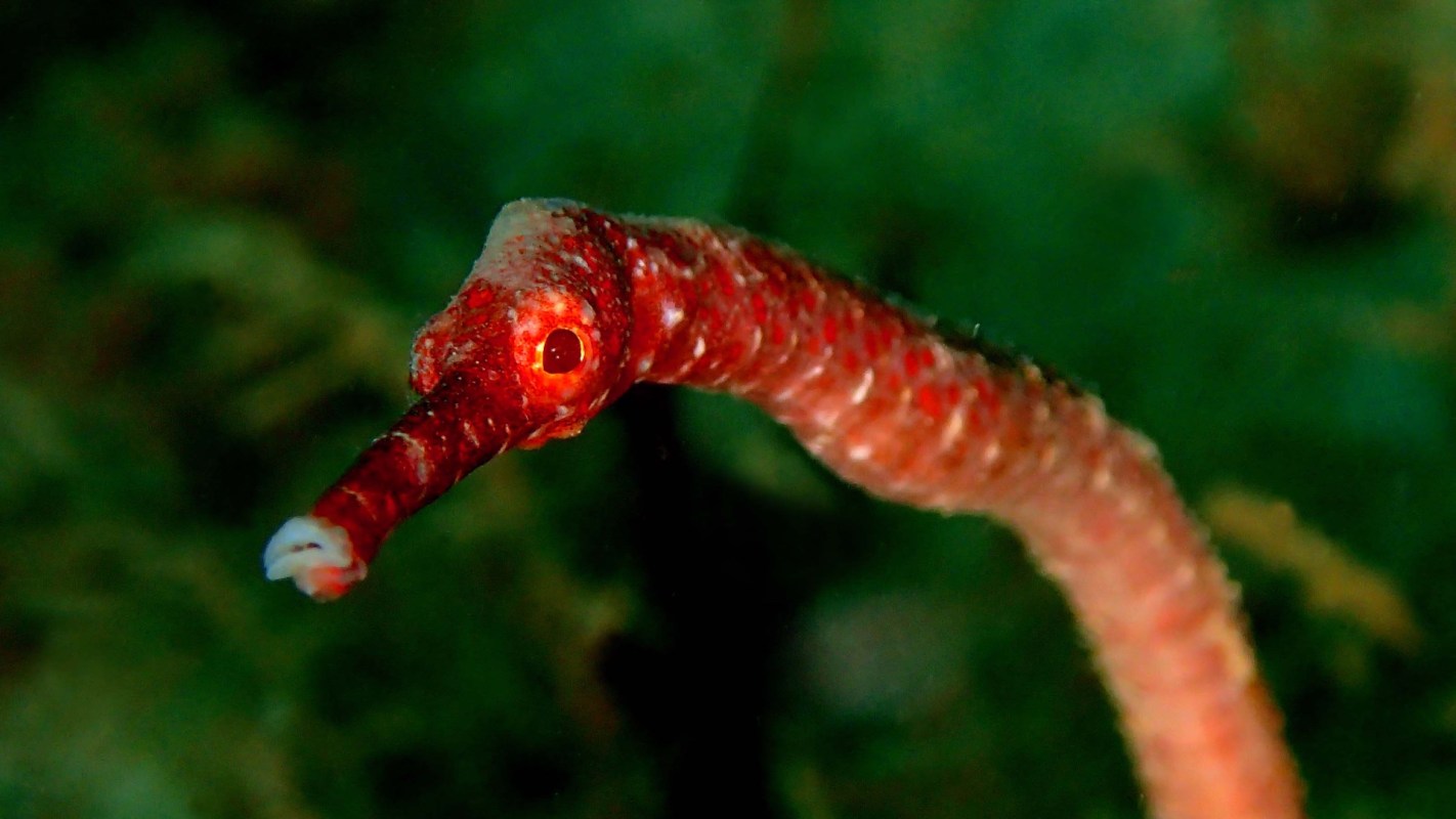 A red pipefish with a pointed snout against a blurry green underwater background.