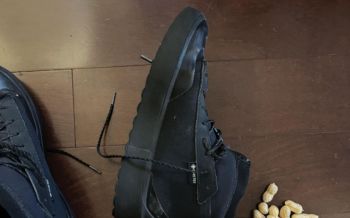 A close-up of a black sneaker on wooden floor, with scattered peanuts nearby.