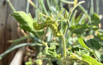 A green insect with black spots rests on a plant stem among green leaves in a garden setting.
