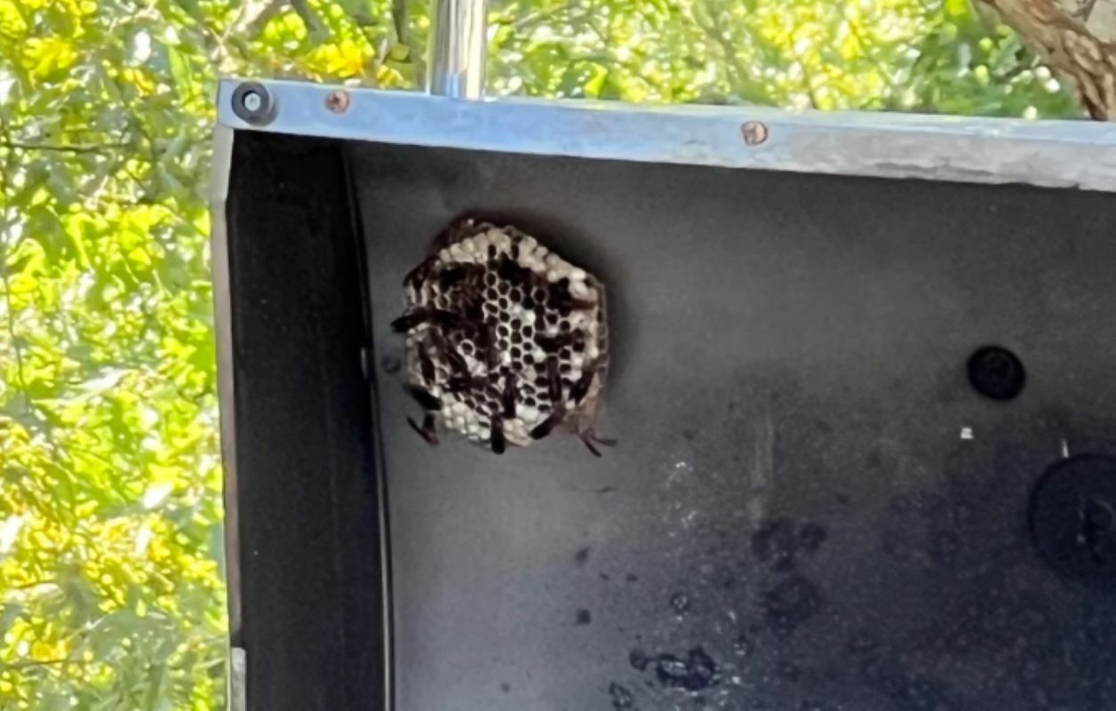 Wasps on the inner part of a grill cover.