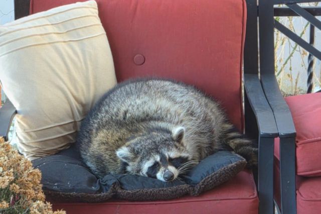 A raccoon curled up and sleeping on a red cushioned outdoor chair beside a beige pillow.