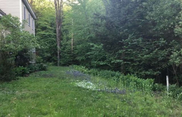 A grassy area beside a house, bordered by lush trees and patches of wildflowers.