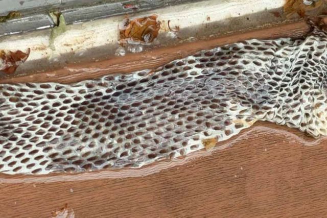 A discarded snake skin lying on a wooden surface with some debris nearby.