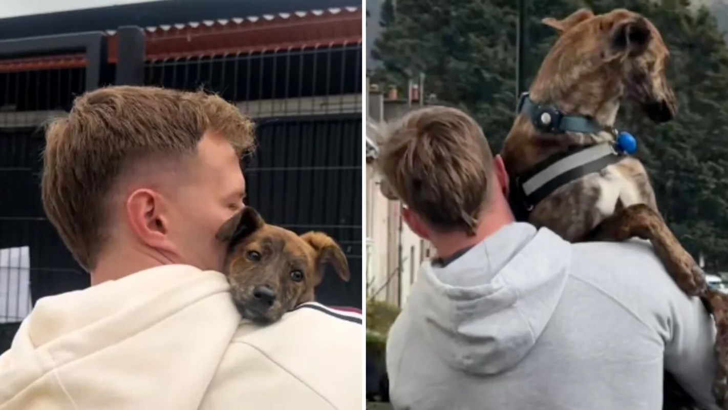 A man hugs a dog in separate images, one as a puppy and the other when larger, showing affection toward them.