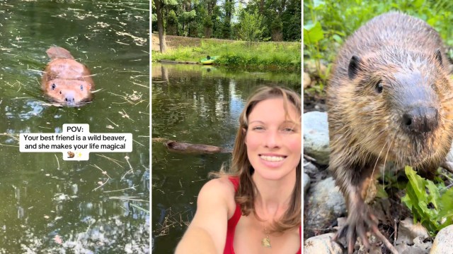 A smiling person poses with a beaver in the water, surrounded by nature and greenery.