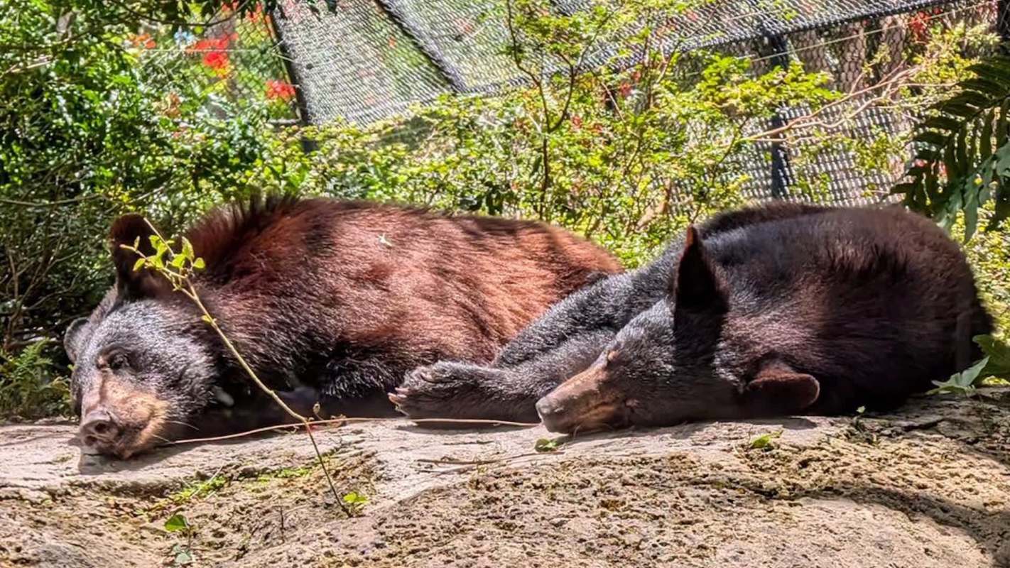 Two bears sleeping peacefully on a rock among lush greenery.
