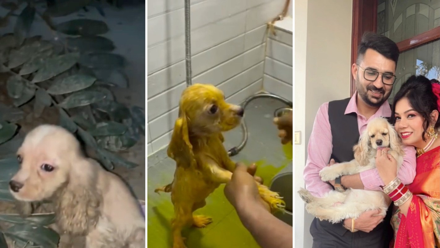 A collage featuring a puppy in leaves, a dog getting a bath, and a couple holding a dog.