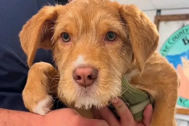 A cute, golden-brown puppy with expressive eyes is held in a person's arms.