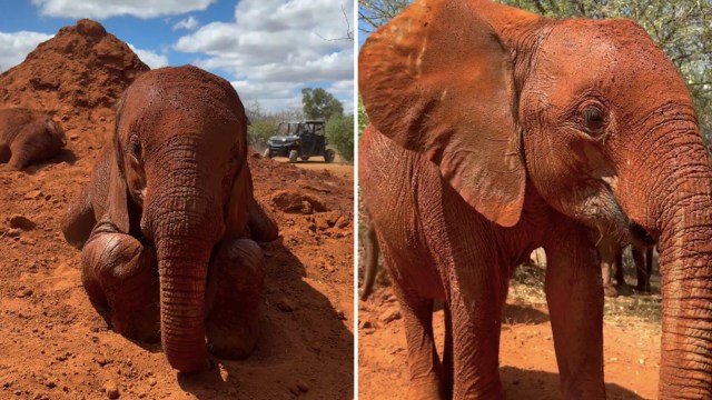 Two elephants covered in red earth, with one sitting near a dirt mound and the other standing nearby.