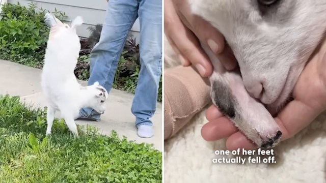 A person holds a goat's foot, showcasing its missing toe, while the goat stands nearby on grass.