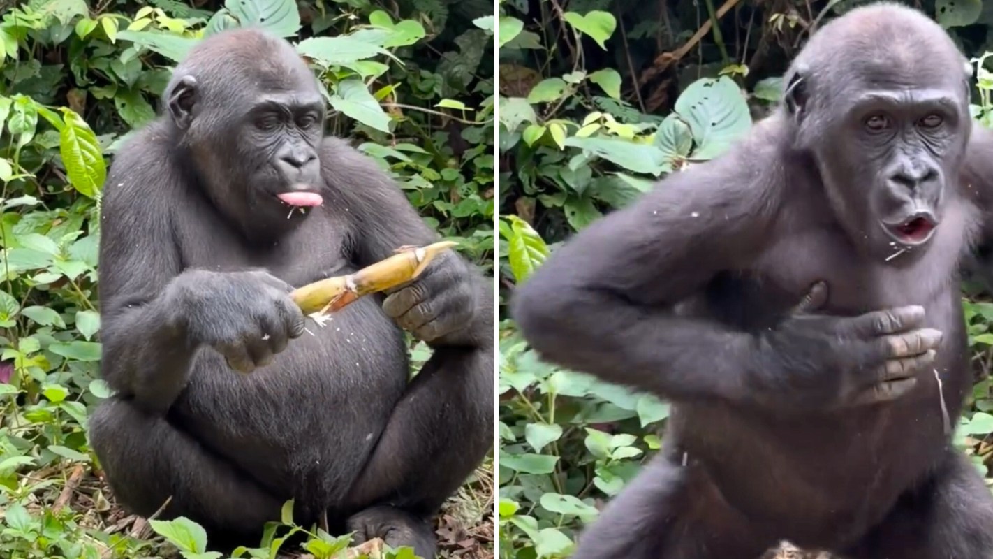 A gorilla sitting in a lush green environment, playfully eating bamboo and sticking out its tongue.
