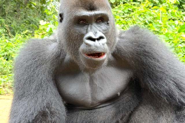 A close-up of a gorilla sitting serenely among lush green foliage.