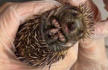 A close-up of a baby hedgehog being held, showcasing its spiky back and facial features.