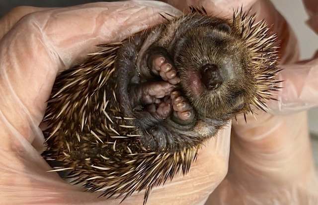 A close-up of a baby hedgehog being held, showcasing its spiky back and facial features.