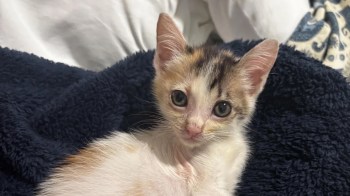 A small, tricolor kitten with large eyes rests on a dark blue blanket.
