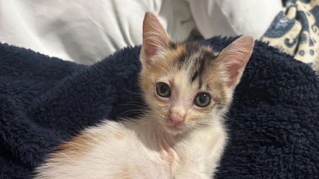 A small, tricolor kitten with large eyes rests on a dark blue blanket.