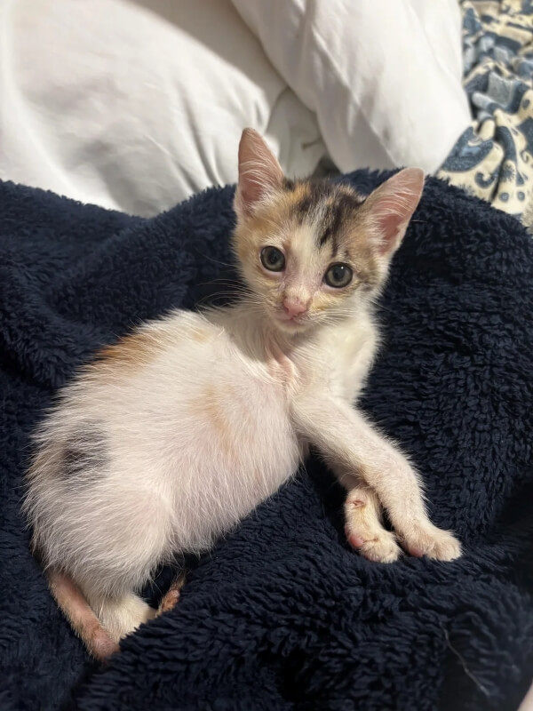 A small, tricolor kitten with large eyes rests on a dark blue blanket.