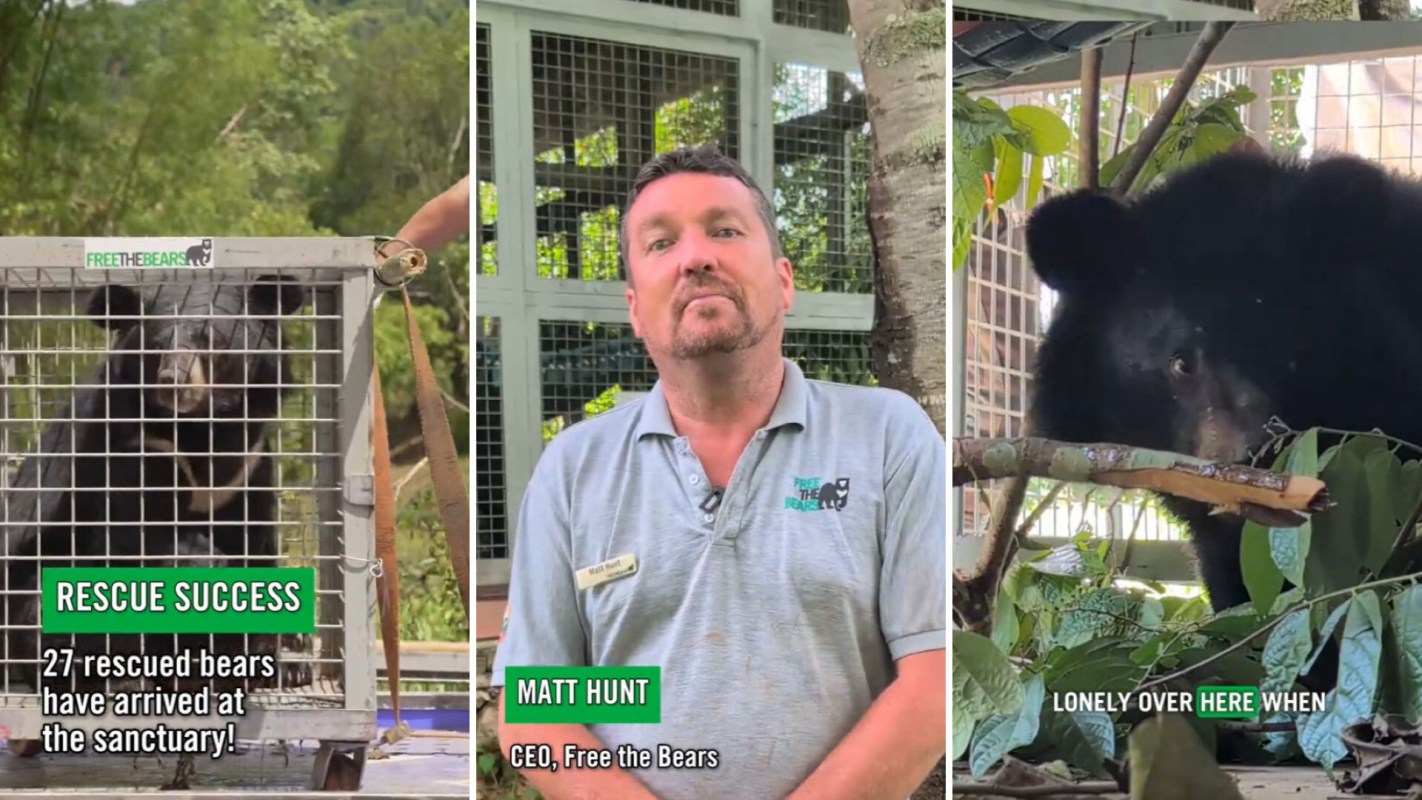 A split image featuring a caged bear, Free the Bears CEO Matt Hunt speaking about the rescue, and another bear interacting with its surroundings.