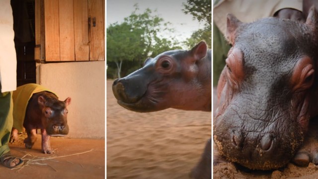 Bumpy, a baby hippo, is wearing a blanket.