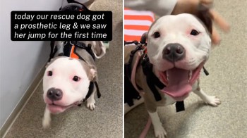 A joyful rescue dog with a prosthetic leg excitedly jumps for the first time in a room.