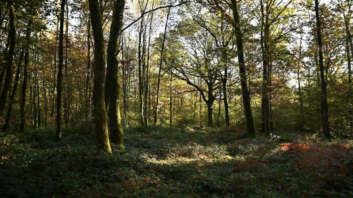 A tranquil forest scene with sunlit trees and lush undergrowth, showcasing autumn colors.