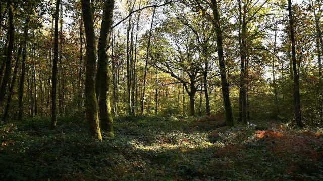 A tranquil forest scene with sunlit trees and lush undergrowth, showcasing autumn colors.