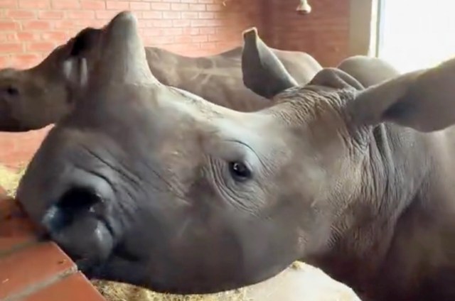 A baby rhinoceros with its head leaning against a wooden partition.