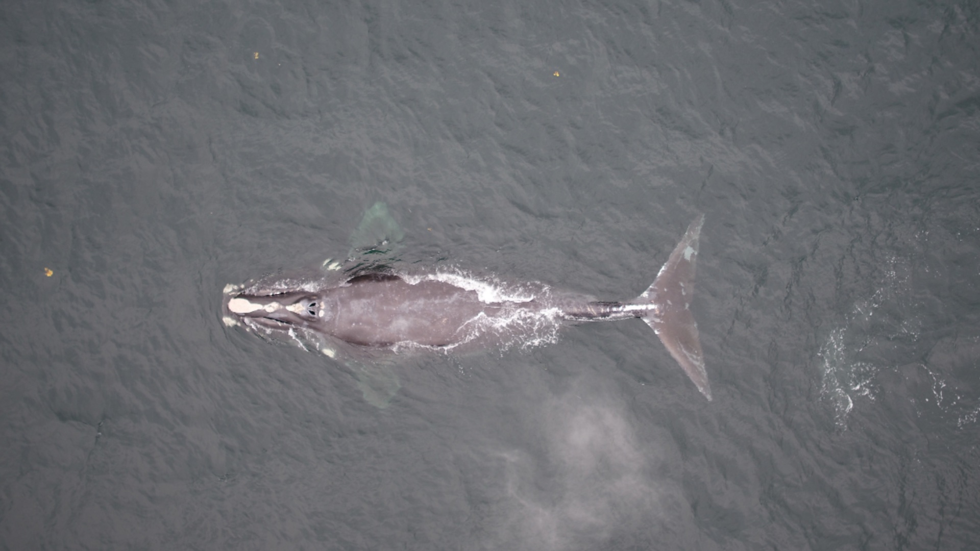 Aerial observers spot a newly entangled North Atlantic right whale -- only about 380 remain