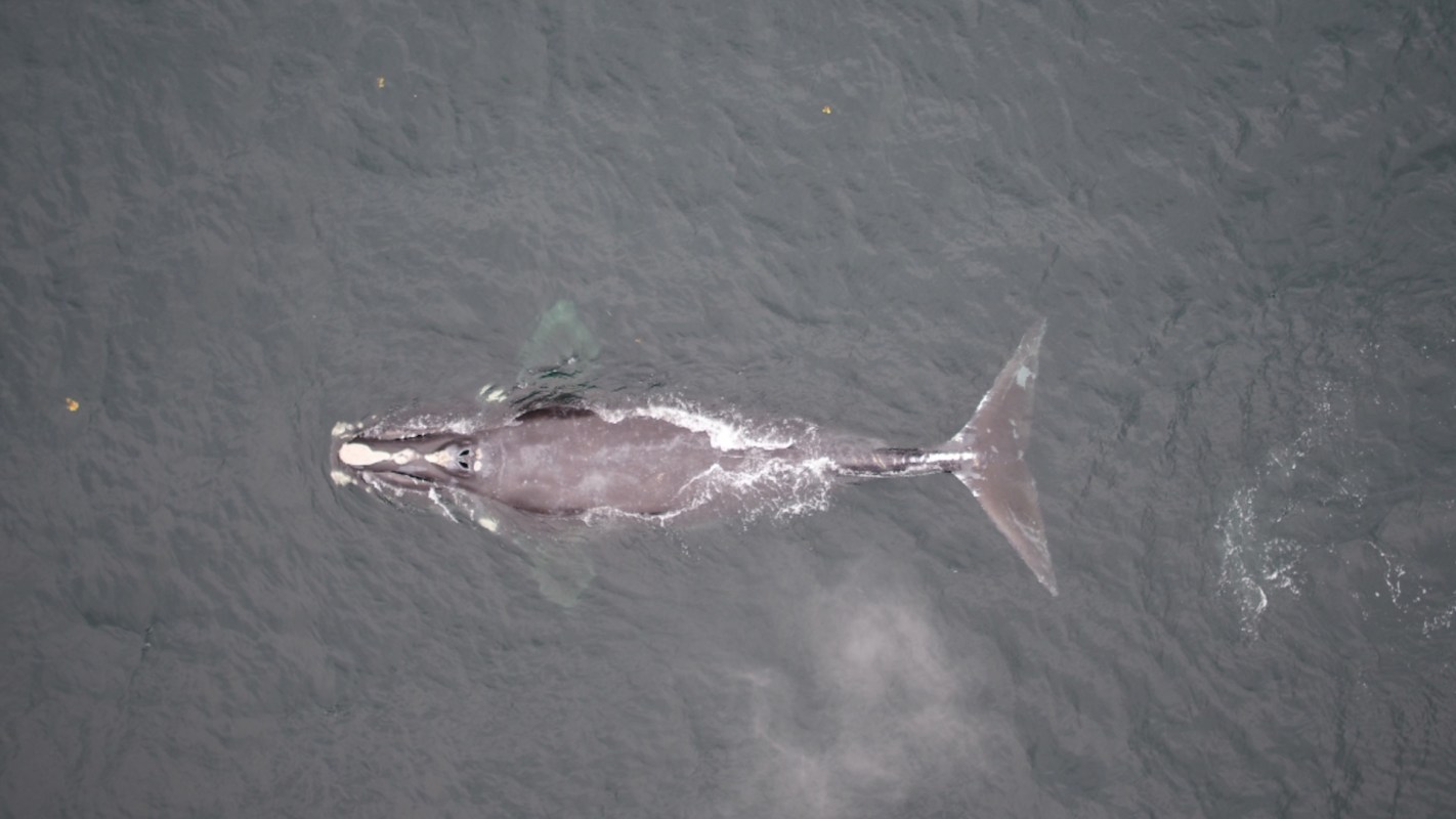 A view from above of a right whale swimming in dark ocean waters.