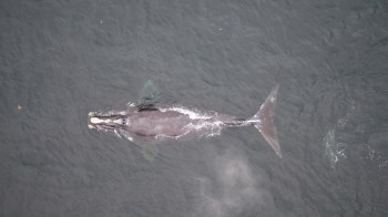 A view from above of a right whale swimming in dark ocean waters.