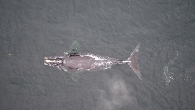 A view from above of a right whale swimming in dark ocean waters.
