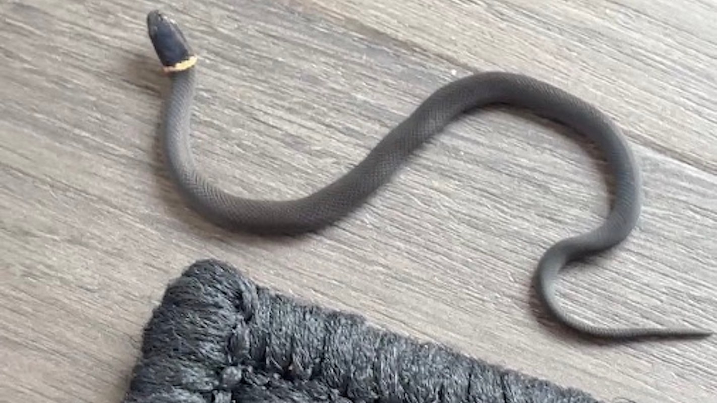 A small, slender snake with a dark head rests on a wooden floor next to a textured rug.
