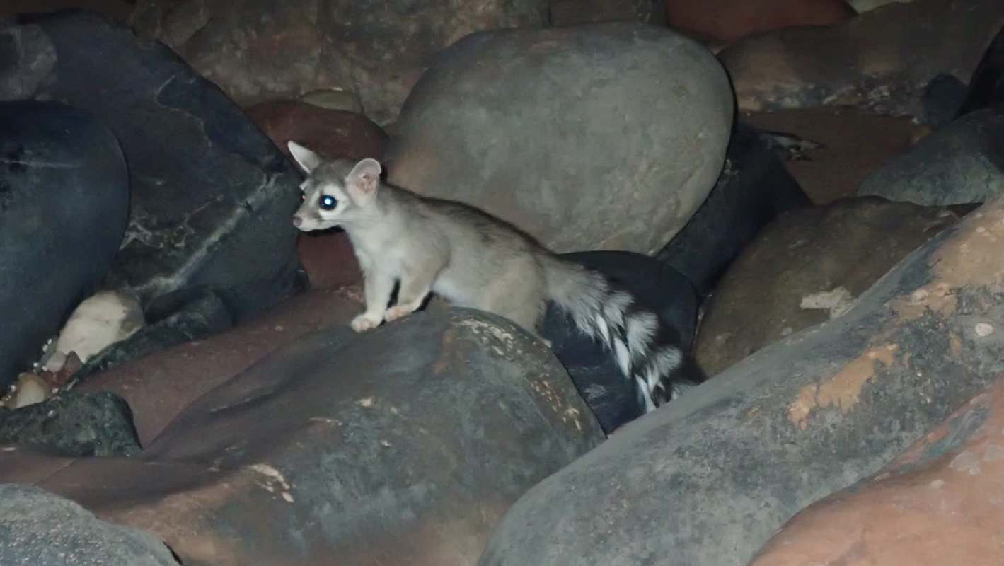 A small, light-colored ringtail with a long striped tail stands among large, dark rocks.