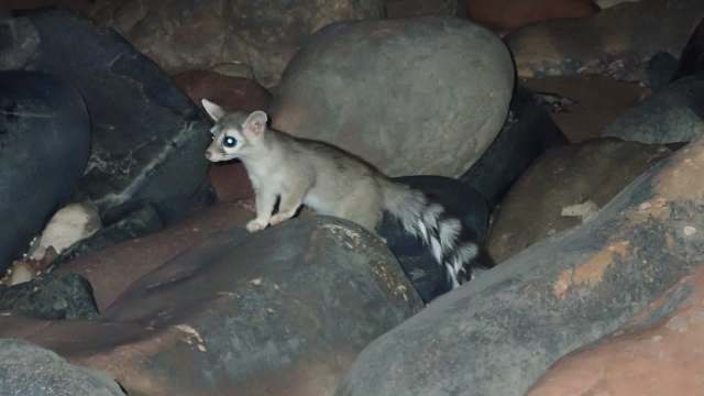 A small ringtail stands among large, dark rocks.