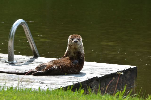 An otter relaxing on a wooden dock near a calm body of water.