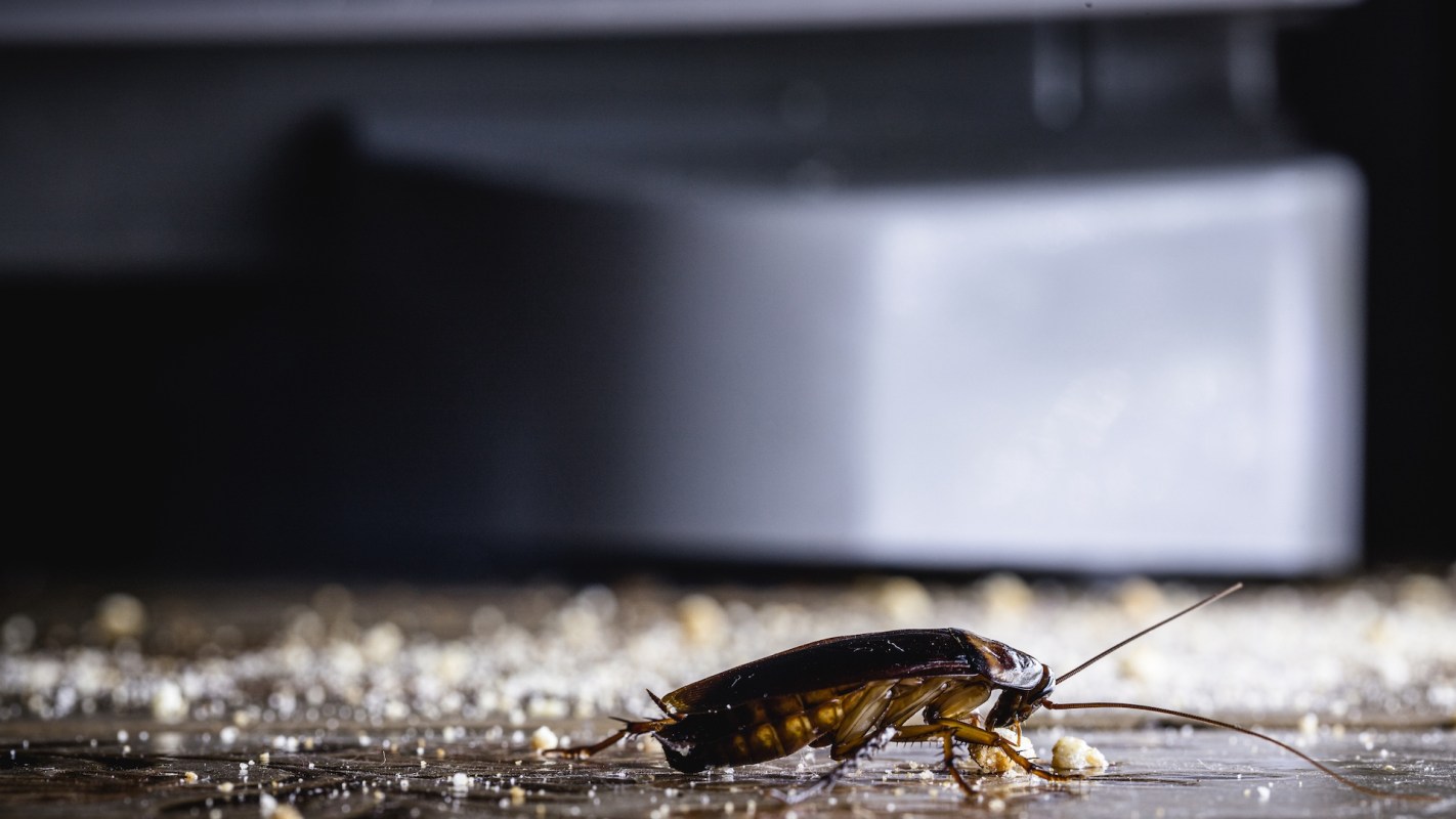 A close-up of a cockroach crawling on a surface covered with crumbs and debris.