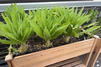 A wooden planter box holds several large, vibrant green leafy plants on a patio.