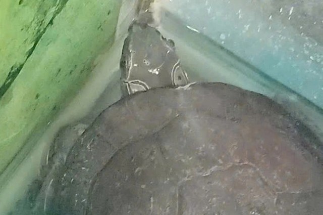 A four-eyed turtle partially submerged in water.