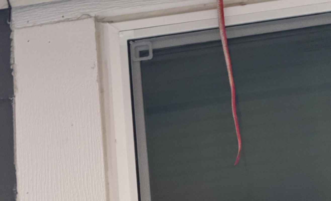 A long, thin red rubber snake hanging near a window screen.