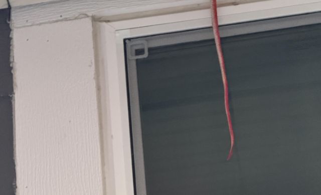 A long, thin red rubber snake hanging near a window screen.