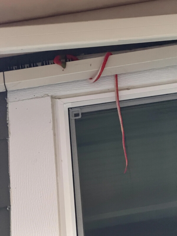 A long red rubber snake hanging in front of a window.