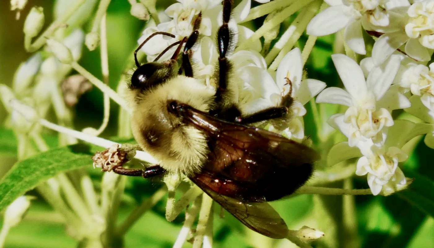 A close-up of a rusty-patched bumblebee gathering nectar from small white flowers in a garden.